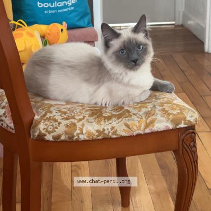 Photo 1/2 Caramel Chat lost in Pontault combault