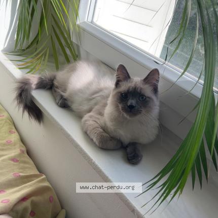 Photo 2/2 Caramel Chat lost in Pontault combault