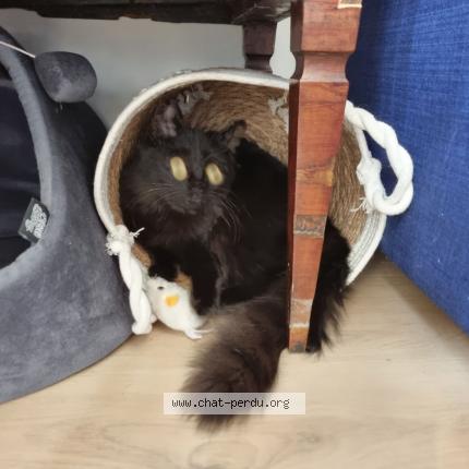 Photo 1/1 Schubert Chat lost in Arcachon