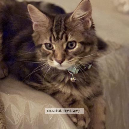 Photo 1/1 Tsuki Chat lost in Montpellier