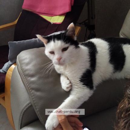 Photo 1/1 CHINA Chat lost in Haubourdin