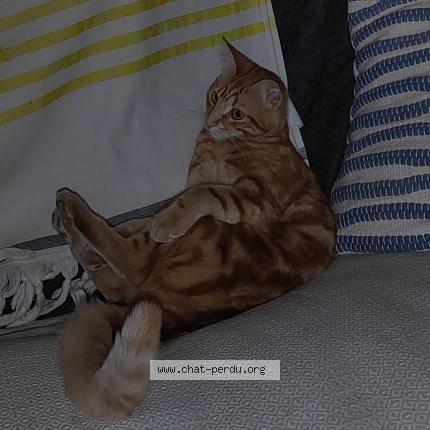 Photo 1/1 Foxy Chat lost in Vaux sur mer