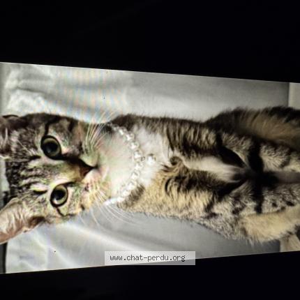 Photo 1/1 Coco Chat lost in Palaiseau