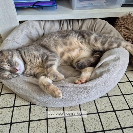 Photo 1/1 Câline Chat lost in Chavagnes en paillers