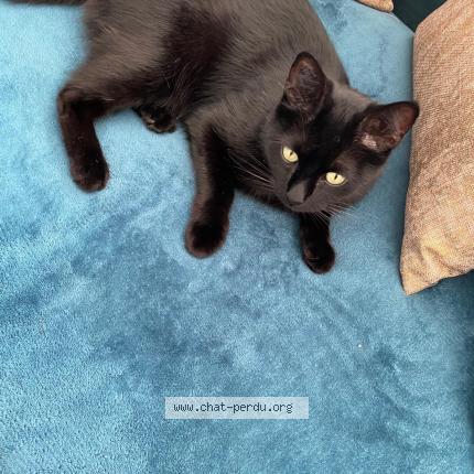 Photo 1/1 Mouss Chat lost in Conflans