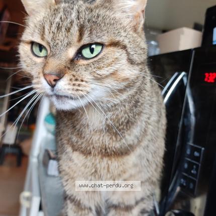 Photo 1/1 Câline Chat lost in Warluis