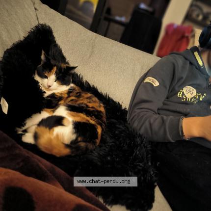 Photo 1/1 Cali Chat lost in Tarbes