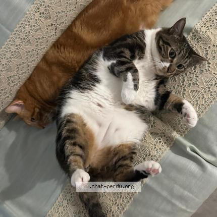 Photo 1/1 Monk Chat lost in Drancy