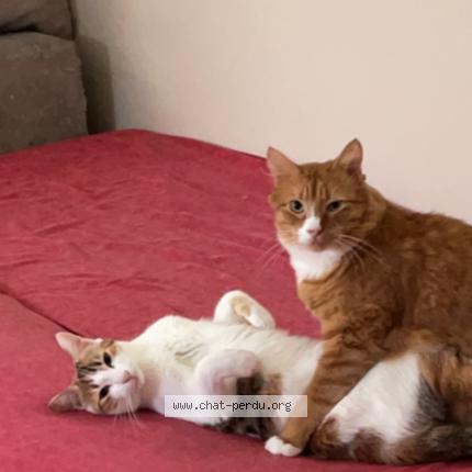 Photo 1/1 Cannelle Chat lost in Aurensan