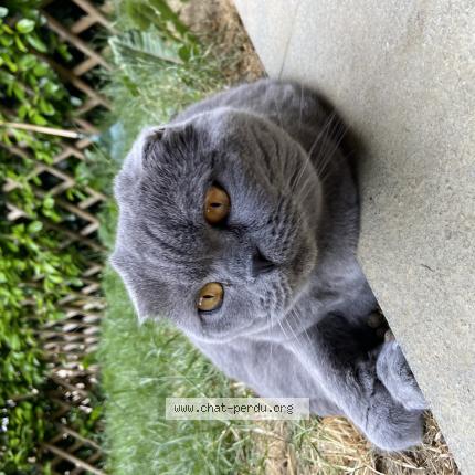 Foto einer verlorenen Katze in Peseux