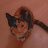 Picture of cat lost at Hirson