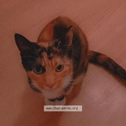 Photo 1/1 Cat reunited Lost in Hirson