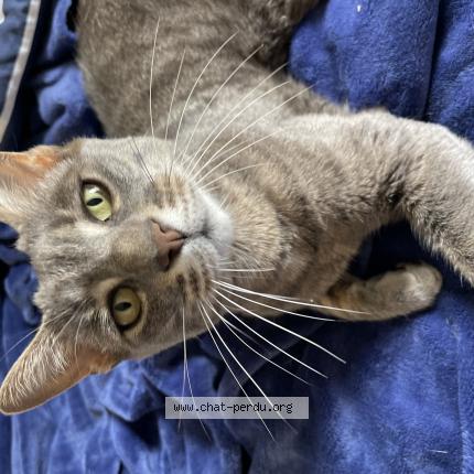 Photo 1/1 Le Chat Chat lost in Montpellier