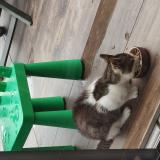 Picture of cat found at Janze