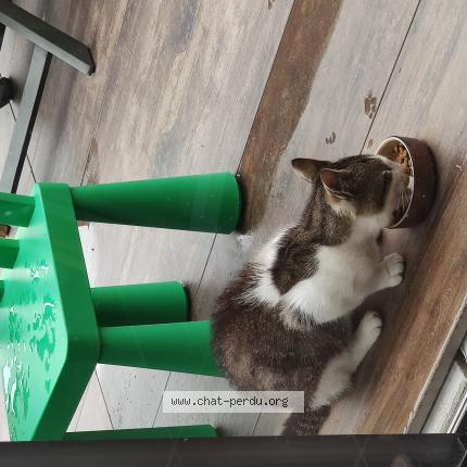 Photo 1/1 Found cat Found in Janze