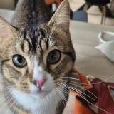 Picture of cat lost at Chenehutte La Mimerolle