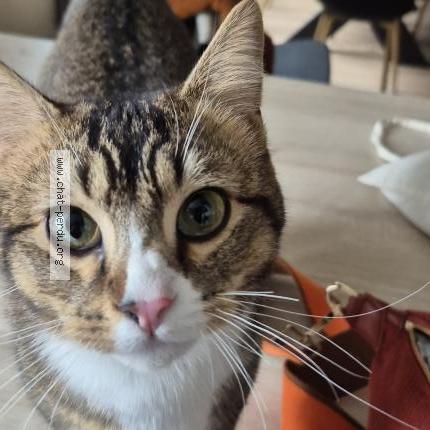 Photo 1/1 Zola Chat lost in Chenehutte la mimerolle