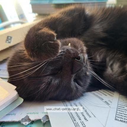 Foto van vermiste kat in Waterloo