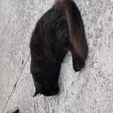 Picture of cat found at Ambares Et Lagrave