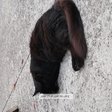 Photo 1/1 Found cat Found in Ambares et lagrave