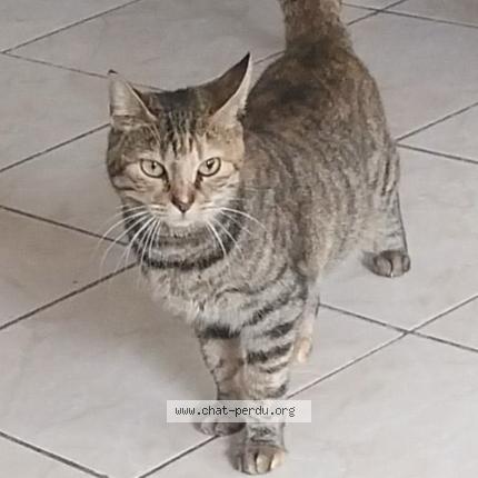 Photo 1/1 Erza Chat lost in Avignon