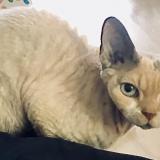 Lily