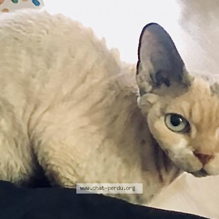 Foto 1/1 Wiedergefundene Katze Verloren in Montana