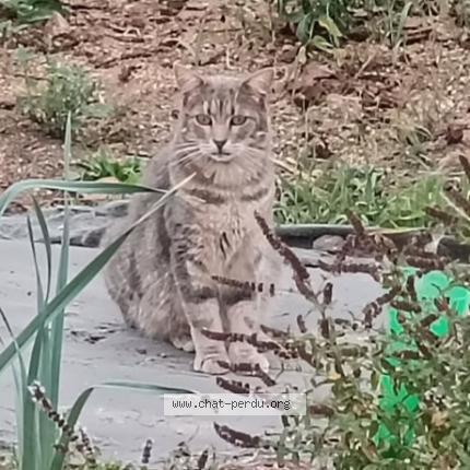 Photo 1/1 Found cat Found in Fismes