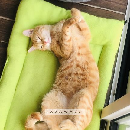 Photo 1/1 Vanille ou Vanouille Chat lost in La boissiere de montaigu