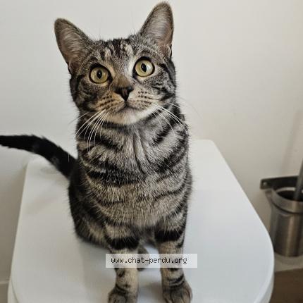 Photo 1/1 Plume Chat lost in Poitiers