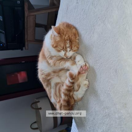 Photo 1/1 Moon Chat lost in Le vigneau