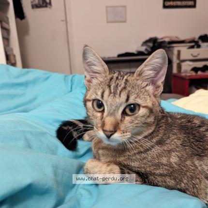 Photo 1/1 Kiki Chat lost in Aubervilliers