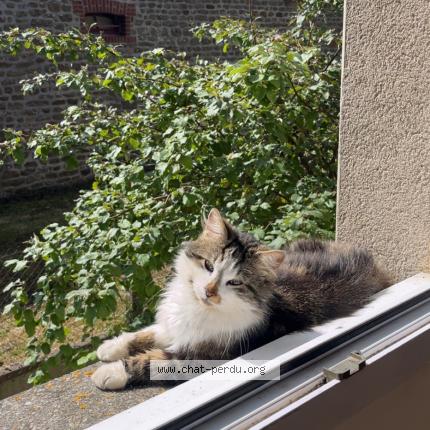 Photo 1/1 Tigrou Chat lost in Chanu