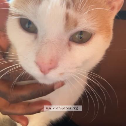 Photo 1/1 Neko Chat lost in Argenteuil