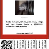 Picture of cat lost at Pineuilh
