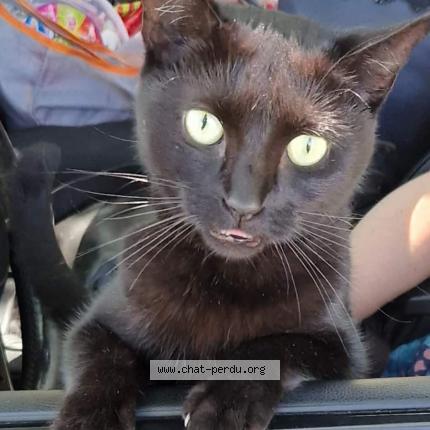 Photo 1/2 Cacahuete Chat lost in Mauguio carnon plage