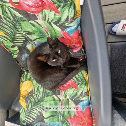 Photo 2/2 Cacahuete Chat lost in Mauguio carnon plage