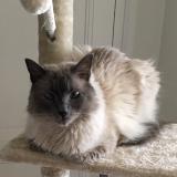 Picture of cat lost at Paris