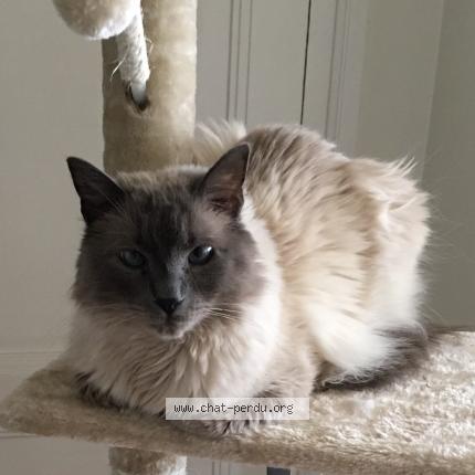 Photo 1/1 Snow Chat lost in Paris