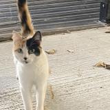 Picture of cat found at Clichy Sous Bois