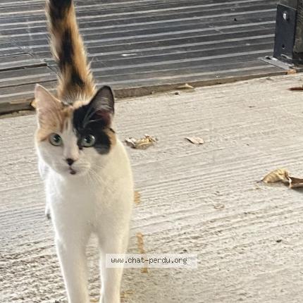 Photo 1/1 Found cat Found in Clichy sous bois