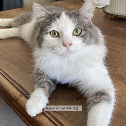 Photo 1/1 Ibis Chat lost in Le perray en yvelines