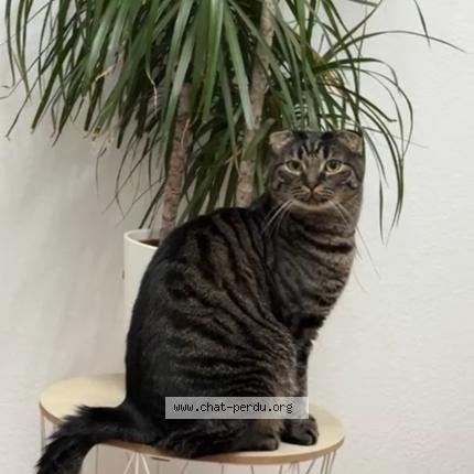 Photo 1/1 Mouscat Chat lost in Strasbourg