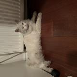 Picture of cat found at Laxou