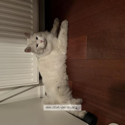 Photo 1/1 Found cat Found in Laxou