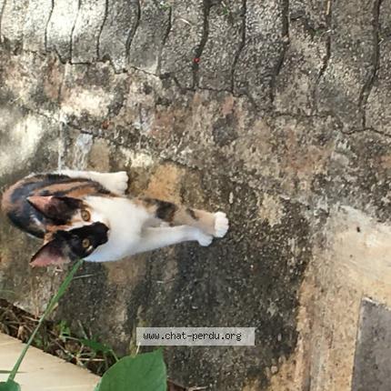 Photo 1/1 Savana Chat lost in Beaupont