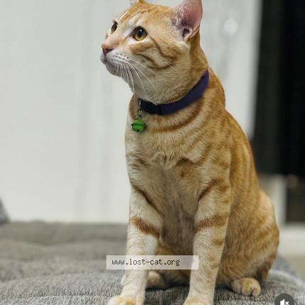 Photo 1/1 Ruby Chat lost in Varkala