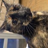 Picture of cat found at Puteaux