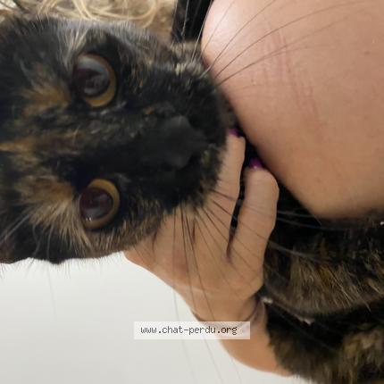 Photo 2/5 Found cat Found in Puteaux