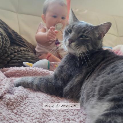 Photo 1/1 MARIE BRESSANT Chat lost in Chessy